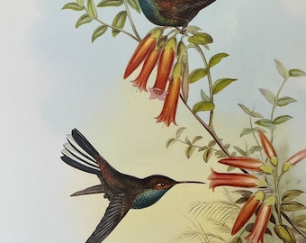 Hummingbird and flower vintage print