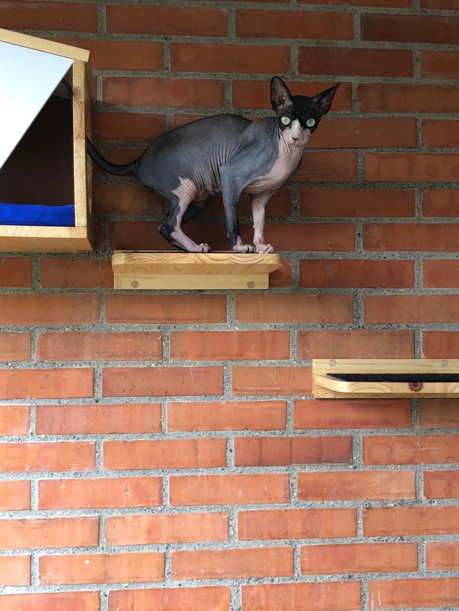 Cat Wall Climbing Steps Etsy