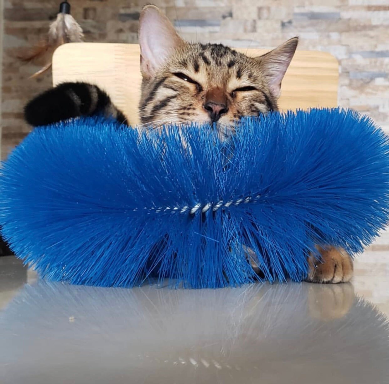 Cat Self Scratching and Grooming Arch Etsy