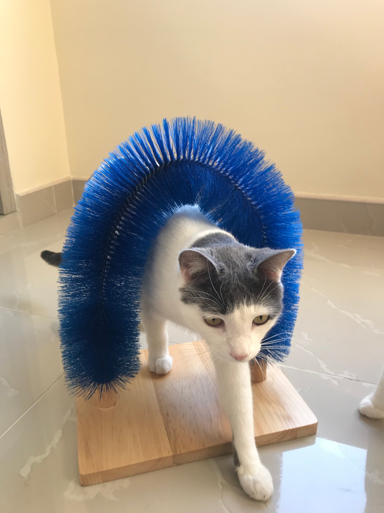 Cat Self Scratching and Grooming Arch Etsy