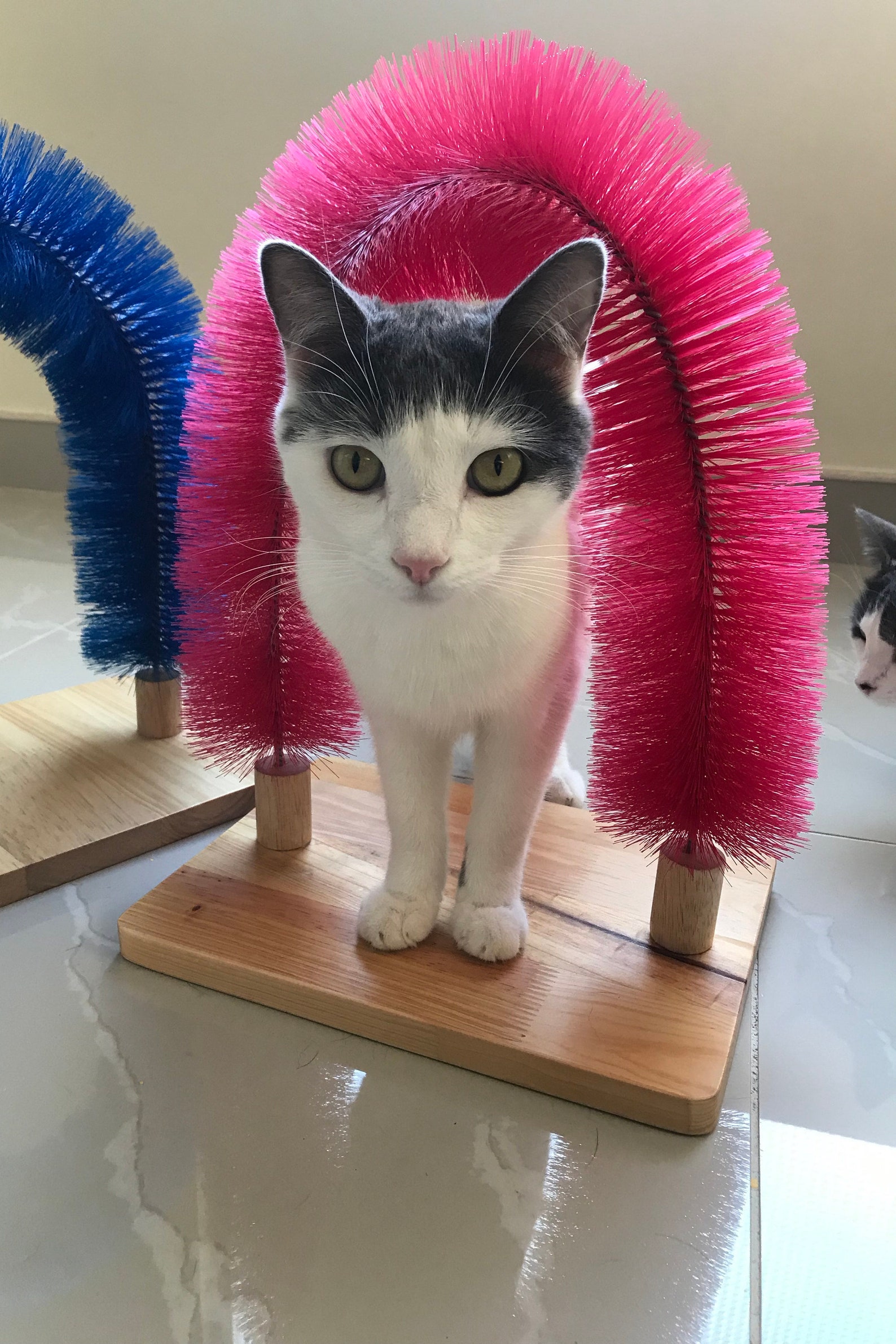 Cat Self Scratching and Grooming Arch Etsy