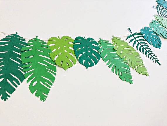 picture of a philodendron Pink Princess Philodendron | Rare Plants main image 1