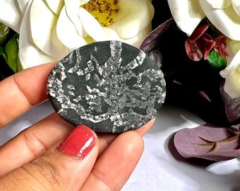 Chrysanthemum Palm Stone Crystal: Rare Flower Stone, Chakra Healing (18 Grams