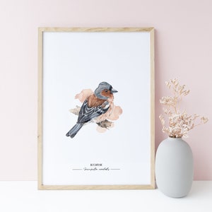 GARTENVÖGEL: BUCHFINK - Fringilla coelebs // Kunstdruck meiner Aquarell-Illustration // Poster Größe A4