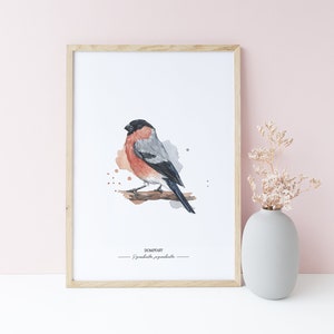 GARTENVÖGEL: DOMPFAFF / GIMPEL - Pyrrhula pyrrhula // Kunstdruck meiner Aquarell-Illustration // Poster Größe A4