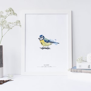 GARTENVÖGEL: BLAUMEISE - Cyanistes caeruleus // Kunstdruck meiner Aquarell-Illustration // Poster Größe A4