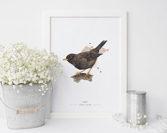 GARTENVÖGEL: AMSEL - Turdus Merula // Kunstdruck meiner Aquarell-Illustration // Poster Größe A4