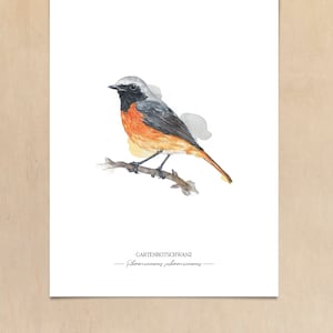 GARTENVÖGEL: GARTENROTSCHWANZ - Phoenicurus phoenicurus // Kunstdruck meiner Aquarell-Illustration // Poster Größe A4