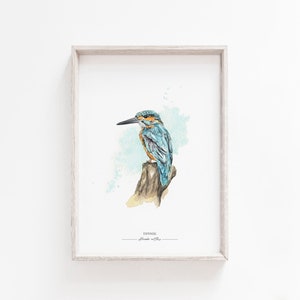 EISVOGEL // Heimische Vögel Kunstdruck / Giclée Druck / Aquarell-Druck / Poster / A4 Bild 2