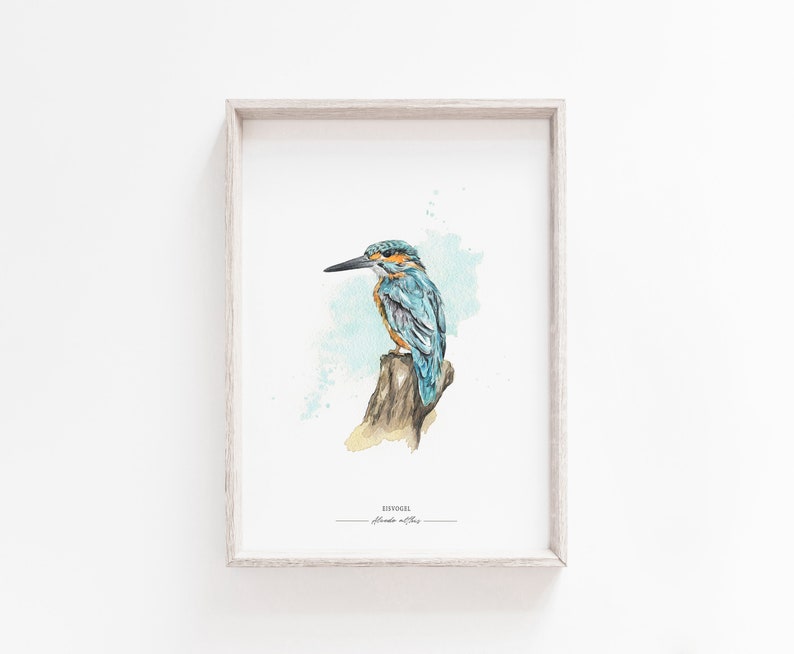 EISVOGEL // Heimische Vögel Kunstdruck / Giclée Druck / Aquarell-Druck / Poster / A4 Bild 2