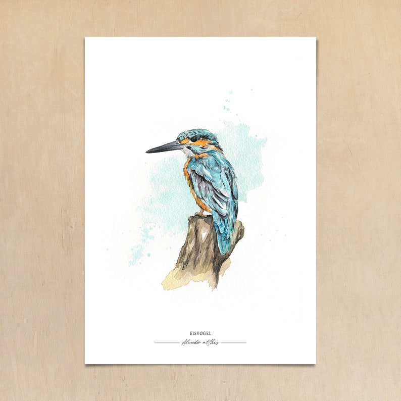 EISVOGEL // Heimische Vögel Kunstdruck / Giclée Druck / Aquarell-Druck / Poster / A4 Bild 4