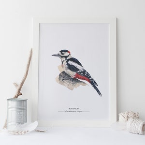 GARTENVÖGEL: BUNTSPECHT - Dendrocopos major // Kunstdruck meiner Aquarell-Illustration // Poster Größe A4