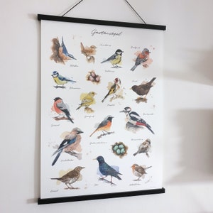 GARTENVÖGEL POSTER Kombination meiner Vogel-Aquarell-Illustrationen // Poster Größe 50 x 70 cm Bild 3