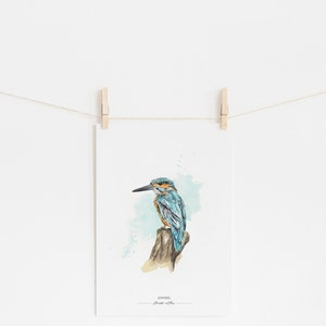 EISVOGEL // Heimische Vögel Kunstdruck / Giclée Druck / Aquarell-Druck / Poster / A4 Bild 3