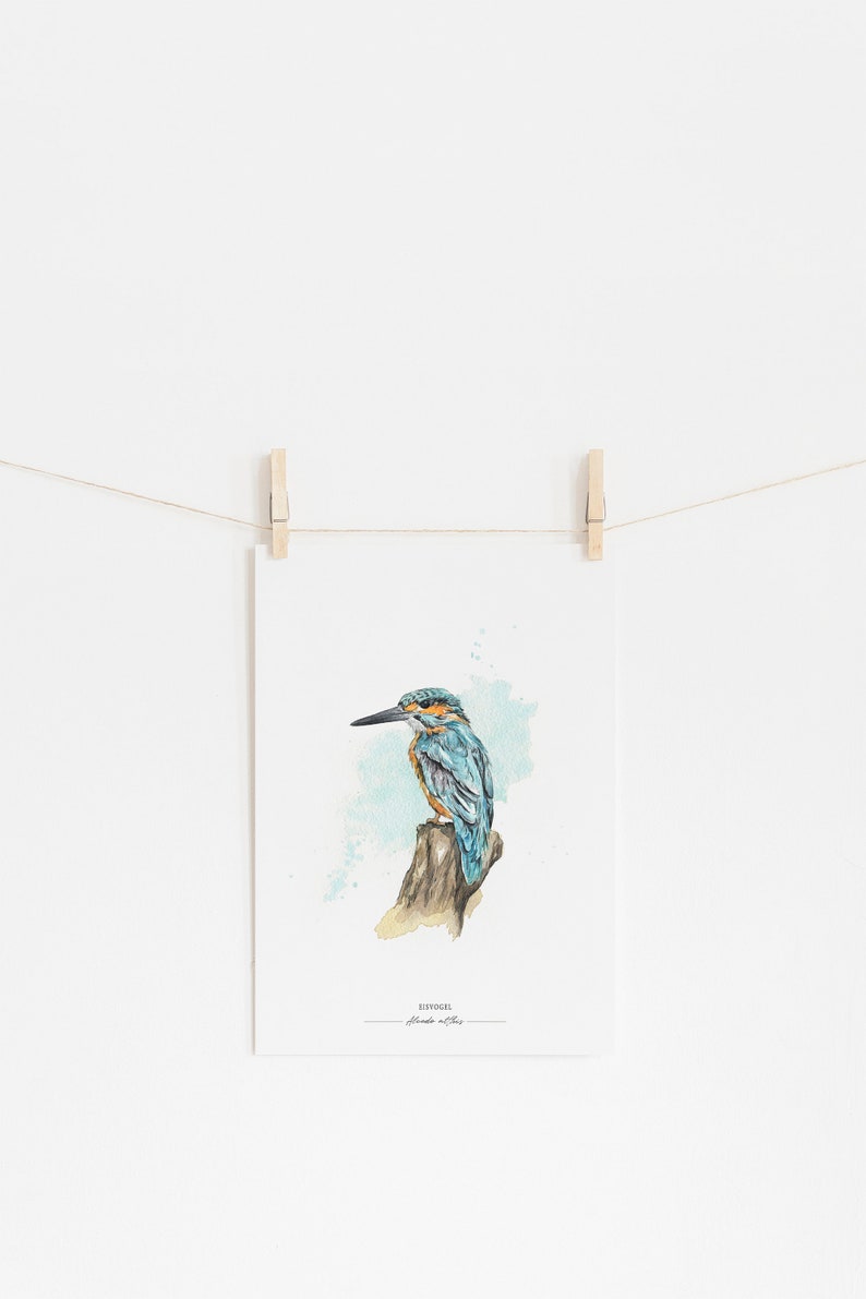 EISVOGEL // Heimische Vögel Kunstdruck / Giclée Druck / Aquarell-Druck / Poster / A4 Bild 3