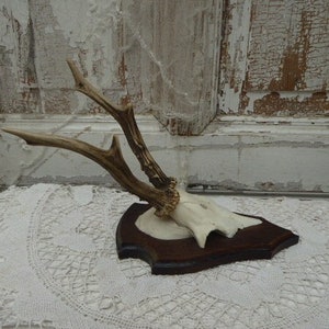 antlers, horns