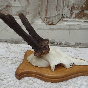 Horns, antlers