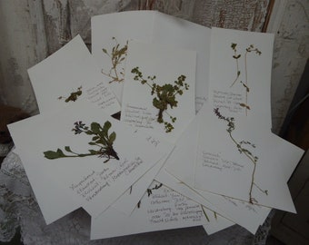 Herbarium, 14 Pflanzen,