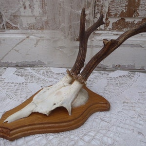 Horns, antlers