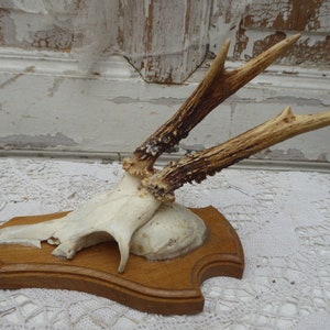 Horns, antlers