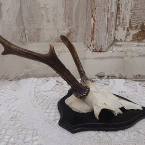 vintage antlers, horns