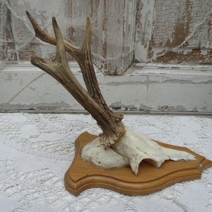 Horns, antlers