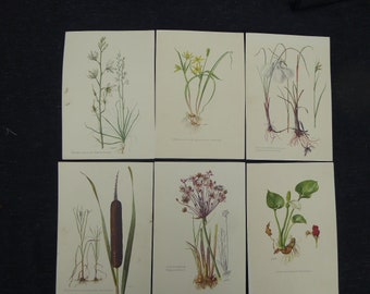 6 x botanische Drucke, Wildblumen
