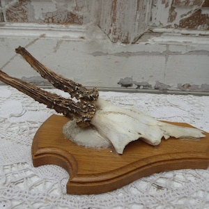 Horns, antlers