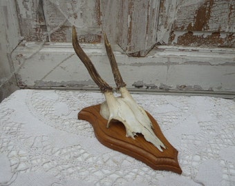 Horns, antlers