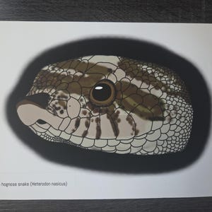 Western Hognose Art Print