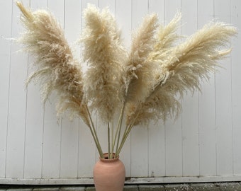 Large pampas grass wholesale, tall pampas grass, Luxury Fluffy Pampas, Xl Pampas, Dry flowers Decoration