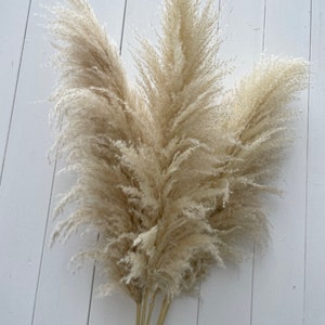 Fluffy pampas grass in natural colors, naturally dried, pampas in cream, dried flower decoration image 3