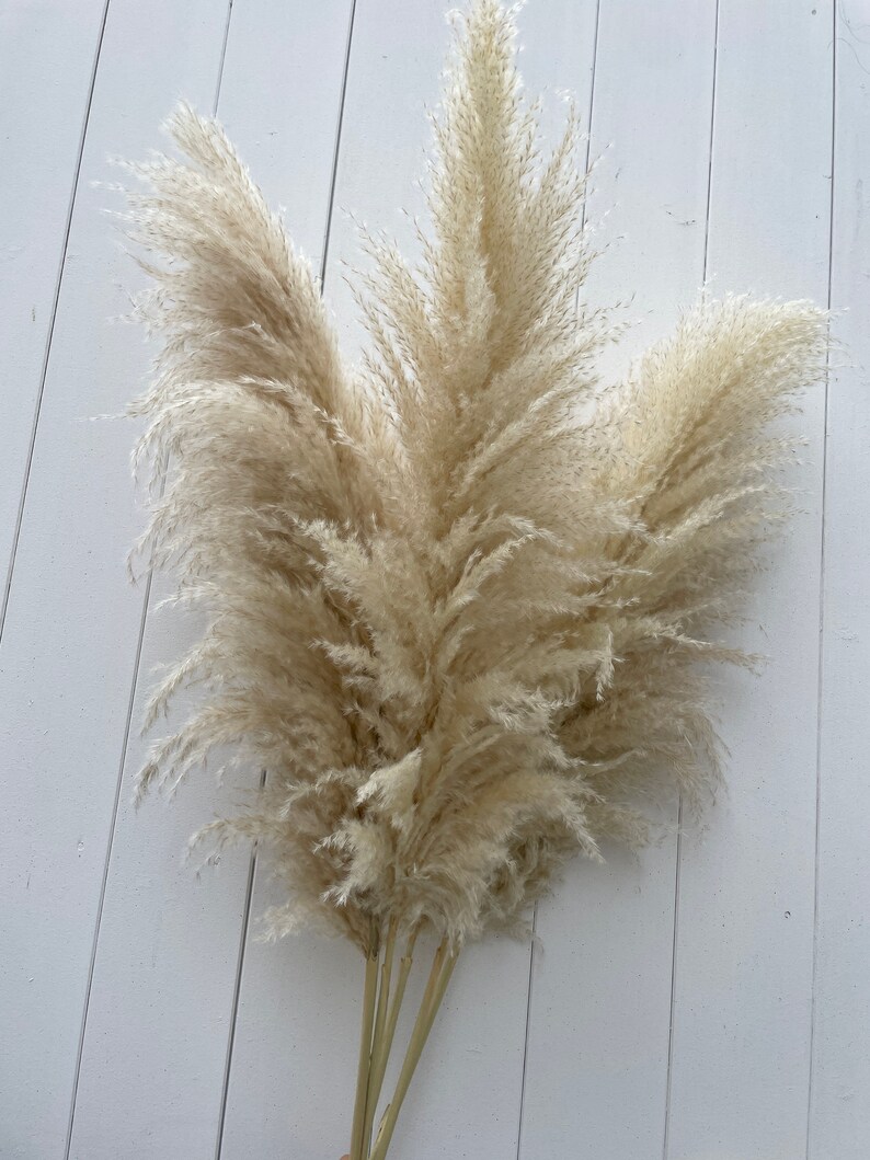 Fluffy pampas grass in natural colors, naturally dried, pampas in cream, dried flower decoration image 3