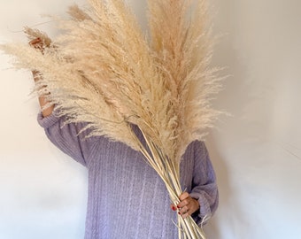 Fluffy pampas grass in natural colors, naturally dried, pampas in cream, dried flower decoration