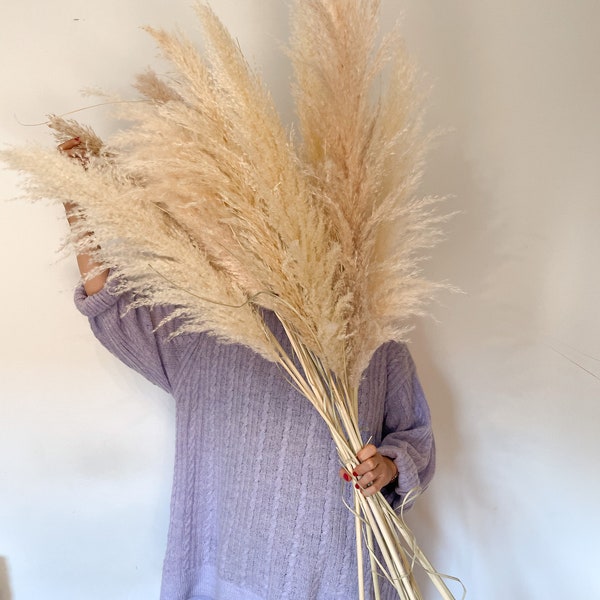 fluffiges Pampasgras in Naturfarben, natürlich getrocknet, pampas in Creme, Trockenblumen Dekoration