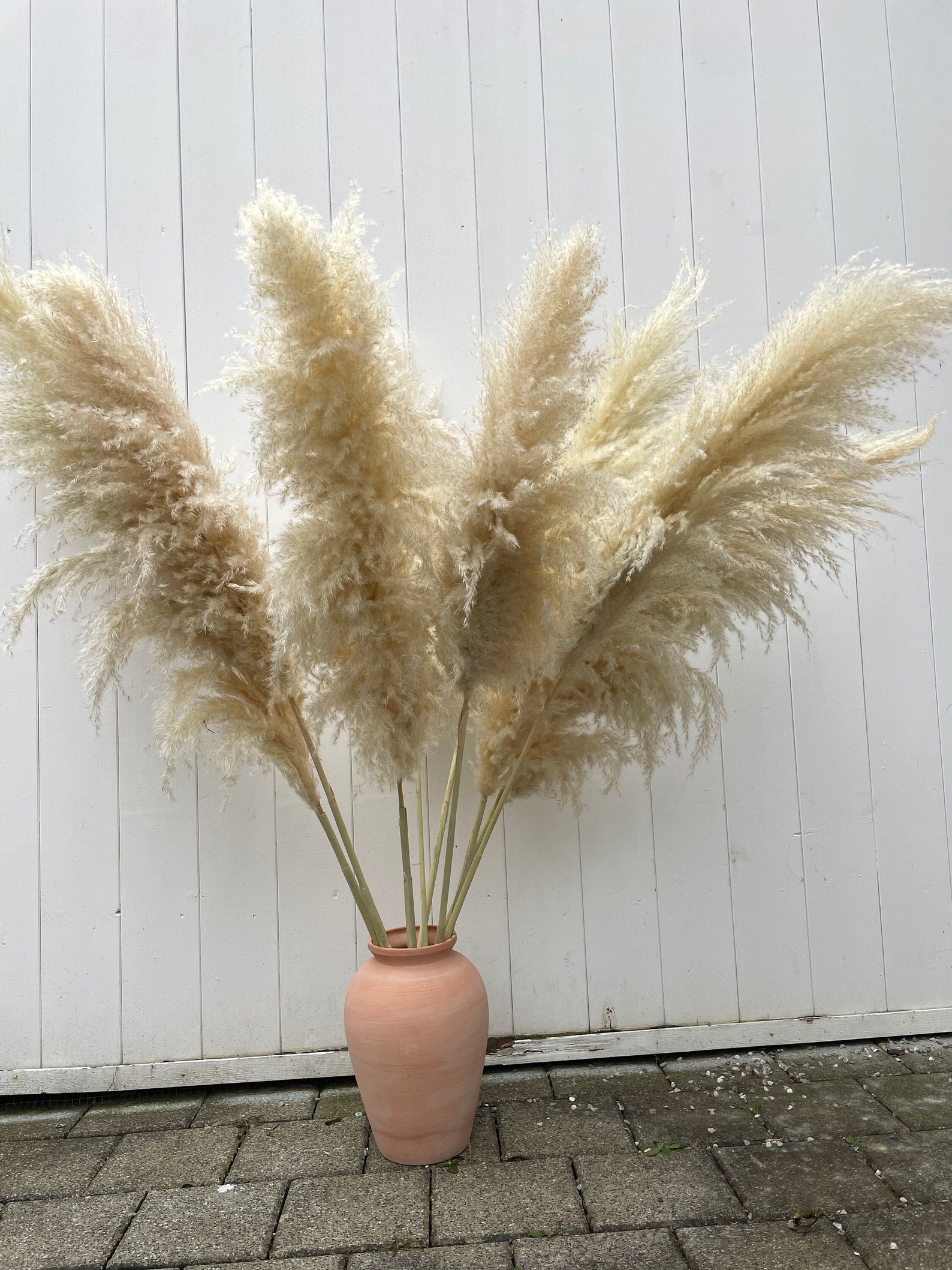 Luxury XL Fluffy Pampas Grass Large Pampas Grass Naturally Etsy
