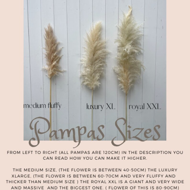 Fluffy pampas grass in natural colors, naturally dried, pampas in cream, dried flower decoration image 5