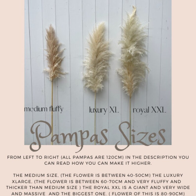 Luxury XL Fluffy Pampas Grass Large Pampas Grass Naturally Etsy