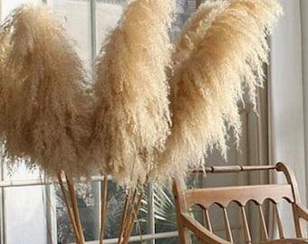 Extra Large Giant Pampas Grass Dried Flower for Home Decor Dried Pampas Grass