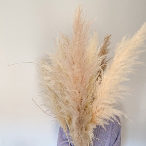 Fluffy pampas grass in natural colors, naturally dried, pampas in cream, dried flower decoration image 2