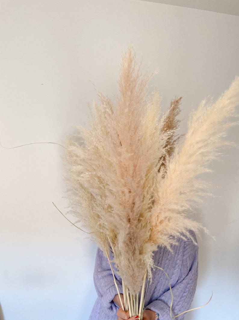 Fluffy pampas grass in natural colors, naturally dried, pampas in cream, dried flower decoration image 2