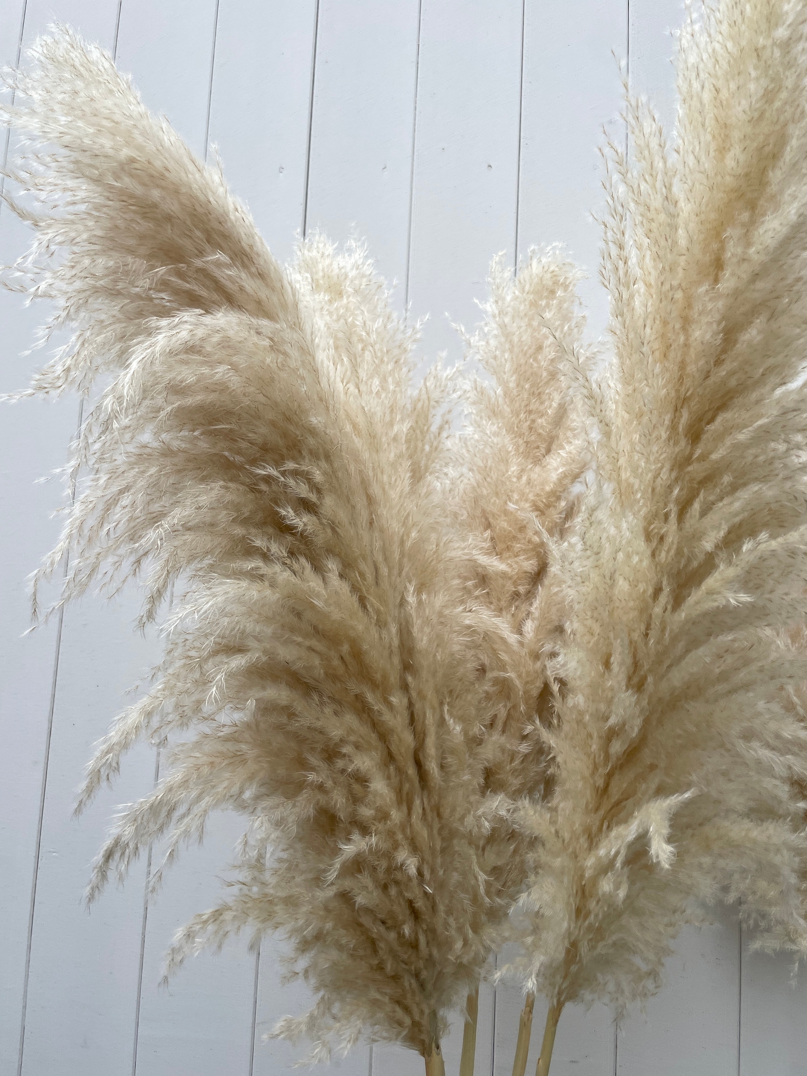 Luxury XL Fluffy Pampas Grass Large Pampas Grass Naturally Etsy