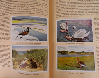 livre sur les oiseaux de 1936, ancien album de nature, livre photo allemand, photos d'oiseaux de couleur vintage