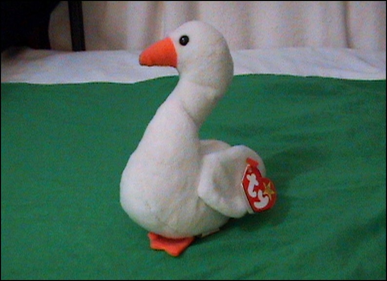 ddr shepherd for sale