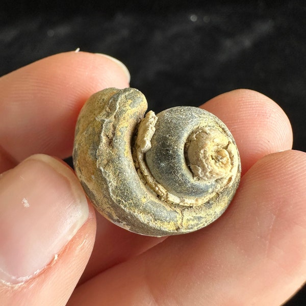 Crinoidal Limestone - Snail Fossil