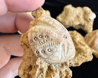 Echinoid Fossil Lot - Lovenia woodsii - Miocene Age at 12 Million Years Ago - Beavineris, Victoria, Australia