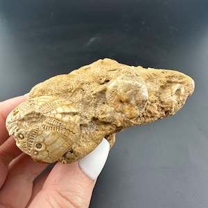 Echinoid Fossil - Lovenia woodsii - Miocene Age at 12 Million Years Ago - Beavineris, Victoria, Australia