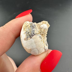 Chalcedony Replaced Snail Fossil with Snail and Clam Inclusions - Blackrock Desert, Nevada - Miocene Age