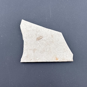 Roach - Fossil Plate