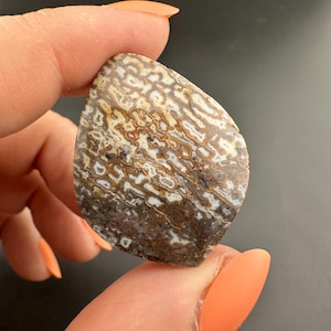 Dinosaur Gem Bone - Polished Cabochon